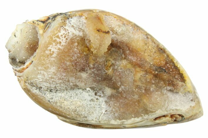 Chalcedony Replaced Gastropod With Sparkly Quartz - India #269817